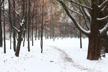 snowly forest. winter is coming. holidays near. winter background