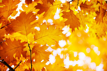 autumn leaves background on forest