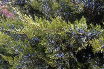 juniper branches with berries