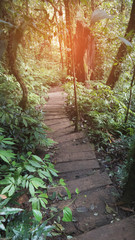 trekking trail in tropical rain jungle forest
