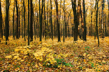 Fototapeta premium Golden autumnal forest with sunbeams