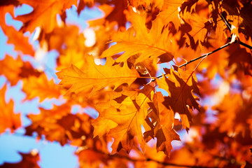 Leaves on the branches in the autumn forest.