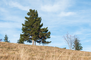 sapin et arbustes en haut d'une colline alsacienne