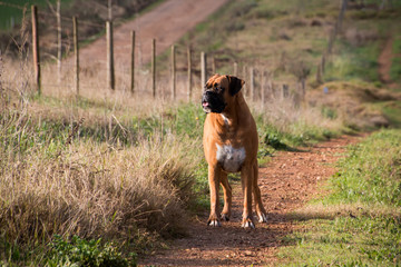 Boxer full length portrait on farm.