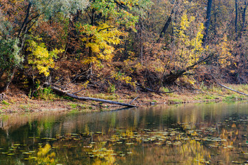 autumn landscape on the river autumn morning. Belarus