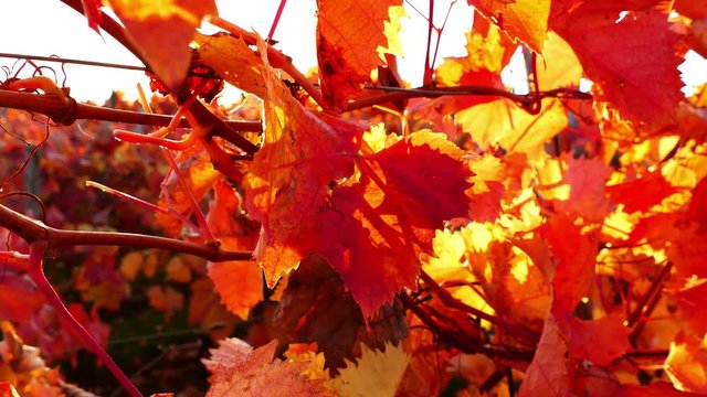 View from above at carst vineyard in autumn colors at sunset - crane up, UHD
