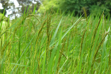rice panicle