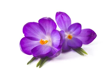 Peel and stick wall murals Crocuses crocus on white background - fresh spring flowers