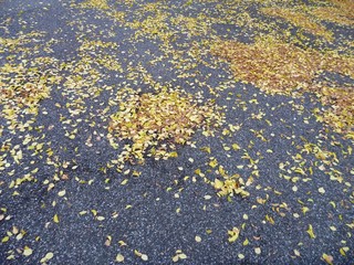 yellow autumn fallen leaves on a grey asphalt