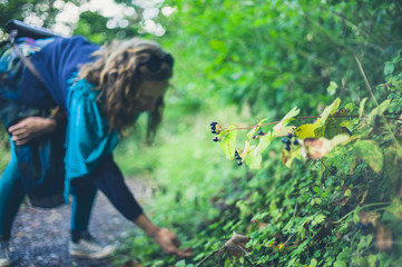 Fototapeta premium Kobiety zbierackie jagody w lesie