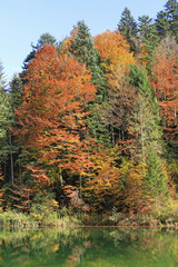 Buntes Bäume an einem See im Herbst