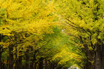Attractive scenery of Ginkgo trees in autumn
