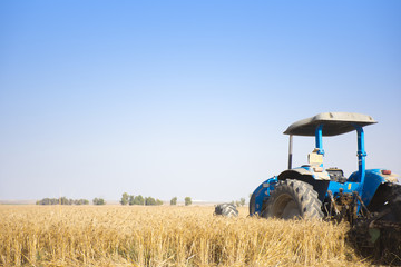 wheat field with a tractor