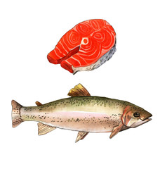 Sea trout fish. Handmade watercolor painting illustration on a white paper art background