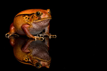 Tomato frog with reflection in glass with black background.
