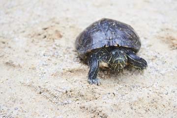 Turtle staying on sand. Red-Eared Slider - Popular Turtle Pet.
