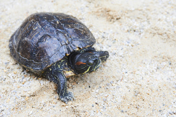 Turtle staying on sand. Red-Eared Slider - Popular Turtle Pet.
