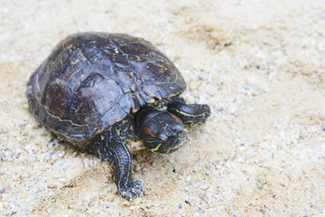 Turtle staying on sand. Red-Eared Slider - Popular Turtle Pet.
