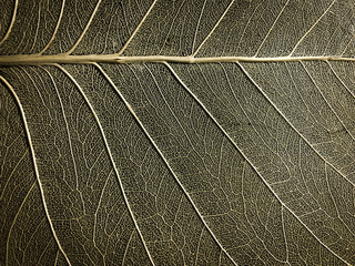 leaf detail , selective focus