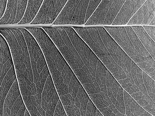 leaf detail , selective focus , Vintage photo style