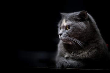 Alone Cat