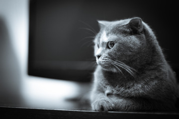 Alone Cat