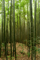 Fototapeta na wymiar エジソンの竹（京都八幡市）