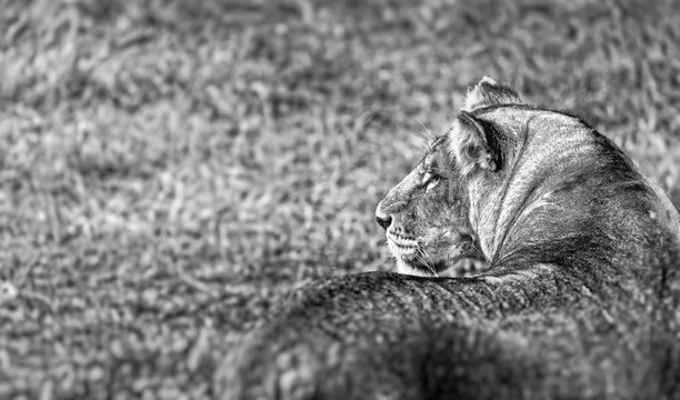 Portrait of a Beautiful lioness, retrospect, profile of the head