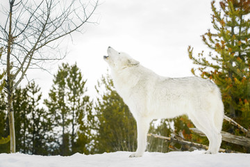 Fototapeta premium Gray timber wolf (Canis lupus), howling in snow.