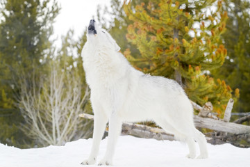 Fototapeta premium Gray timber wolf (Canis lupus), howling in snow.