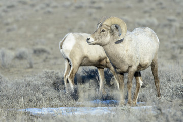 Bighorn Sheep (Ovis canadensis) male, ram, in sage during winter, with other in background, Yellowstone national park, Wyoming, USA.