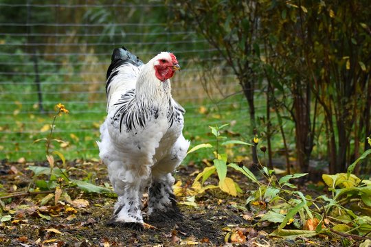 Brahma Huhn