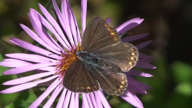 Ein kleiner Sonnenröschenbläuling breitet seine Flügel aus und krabbelt auf einer lila Aster