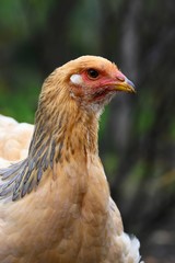 Brahma Huhn