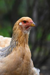 Brahma Huhn