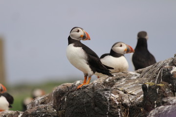 Puffins gaze out to from rock