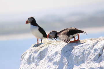 Puffin about to leap into flight from rock