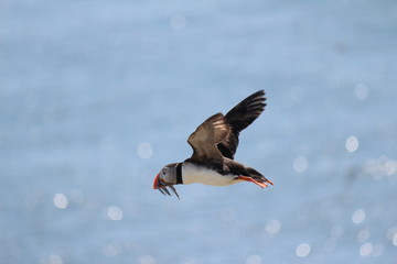 Puffin flying across the sea carrying fish in bill