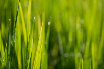 Fototapeta na wymiar Closeup young green leaves of wheat. Soft blur focus.