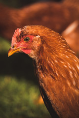 Chicken Hen detail