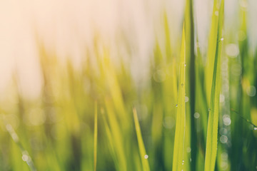 Closeup young green leaves of wheat. Soft blur focus.