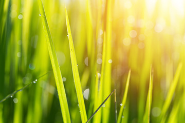 Closeup young green leaves of wheat. Soft blur focus.