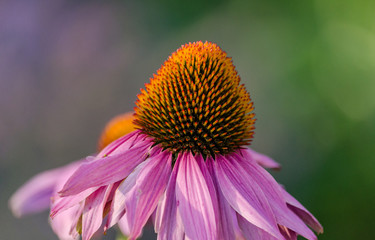 Seltsame schöne Blüte