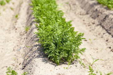 sprouts carrots. field