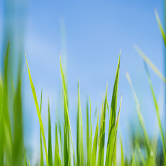Closeup young green leaves of wheat. Soft blur focus.