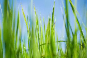 Naklejka premium Closeup young green leaves of wheat. Soft blur focus.