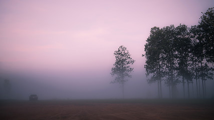 Obraz na płótnie Canvas foggy in savanna morning