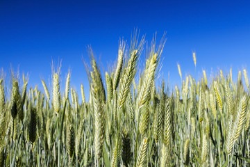 Field with cereal