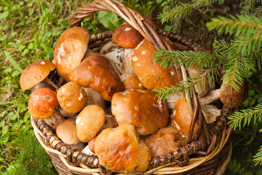 Fresh Edible Mushrooms In Wicker Basket In Autumn Forest, Top View. Boletus Edulis. Wicker Basket With Mushrooms Boletus Edulis In Forest.