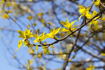 linden trees in the spring